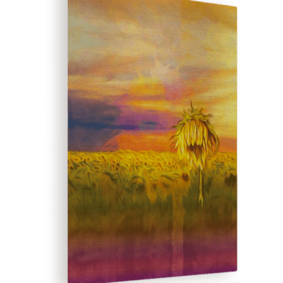 Gloaming Sunflower Meadow || Metal Art Print